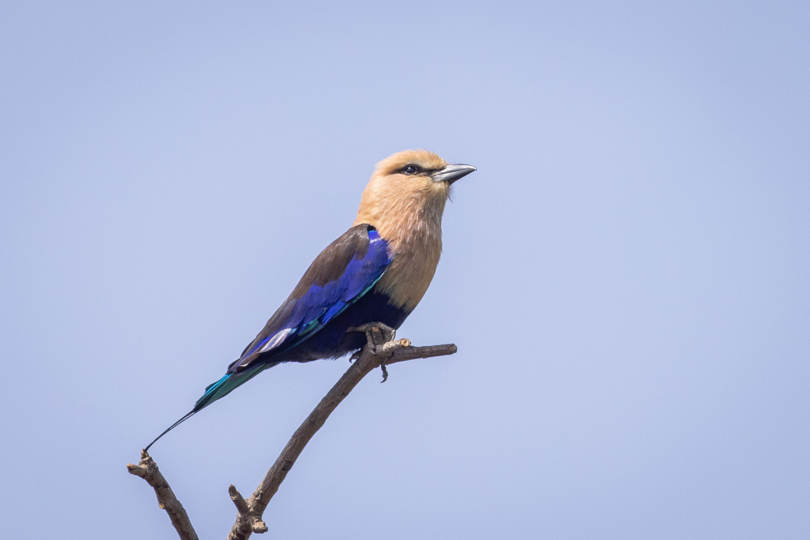 image Blue-bellied Roller